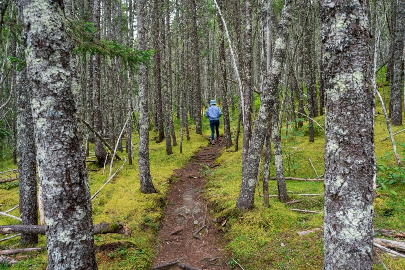 Une balade en forêt qui donne envie de revenir